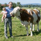 Kuhfladen auf Straße: Strafe für Landwirt