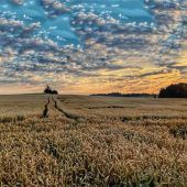 (K)ein Bett im Kornfeld