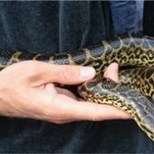 Welche Schildkröte treibt im Aschauer Naturbad ihr Unwesen?