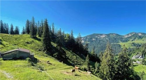 Die drei toten Schafe wurden in diesem Bereich am Wildenkar bei Thiersee aufgefunden. Foto Baumeister