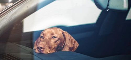 Ein in der Sonne geparktes Auto heizt sich innerhalb weniger Minuten extrem auf. Hilfsbedürftige Menschen und Tiere sollten auf keinen Fall im Auto gelassen werden. Foto Ablozhka/iStock