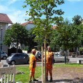 Ensemble an Tritonbrunnen jetzt noch grüner