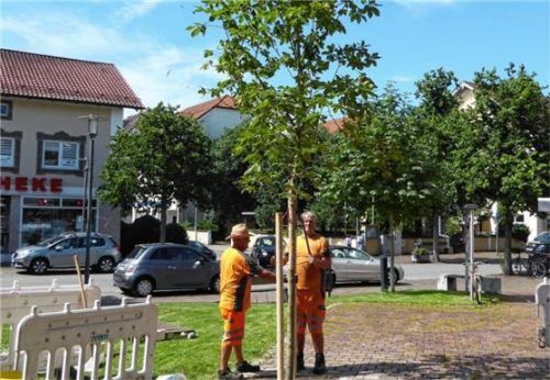 Es ist vollbracht: Die rotblühende Kastanie fügt sich gut ins grüne Ensemble der Stadt ein. Fotos  Riediger