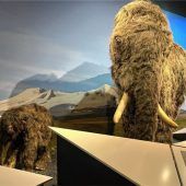 Dem Speiseplan des Mammuts auf der Spur