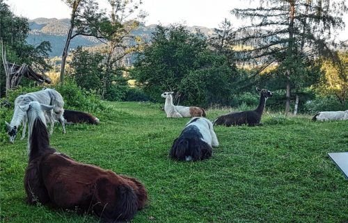 Grasen normalerweise friedlich den Berg ab: die Lamas von Josef Holzmaier am Schloßberg in Oberaudorf. In der Nacht auf Montag war ein Tier erschlagen worden. Foto Re