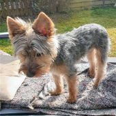 „Wie ein Familienangehöriger“