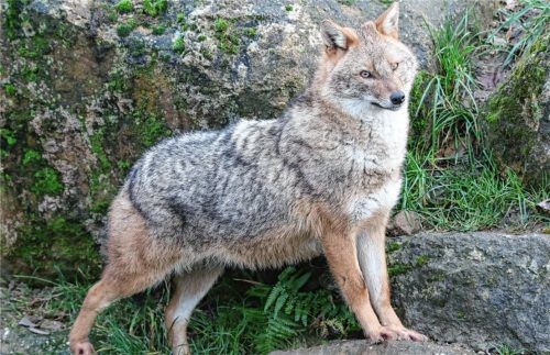 Im Hochriesgebiet soll sich ein Goldschakal rumtreiben. Das Landesamt für Umwelt macht bislang keine konkreten Angaben zum Ort (Symbolfoto). Foto dpa