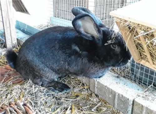 Kaninchen Raffi ist ein sanfter schwarzer Riese mit einem Gewicht von rund fünf Kilogramm. Foto Tierheim Ostermünchen
