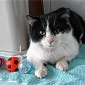Schüchterner Kater tauscht Liebe gegen Zuhause