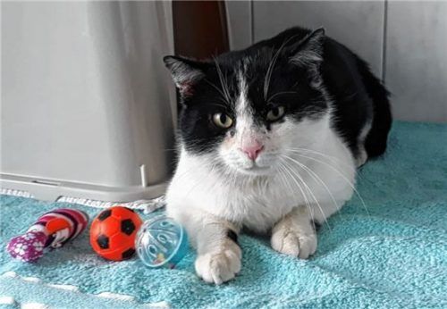 Kater Heli hat in seiner Vergangenheit keine guten Erfahrungen mit Menschen gemacht. Foto Tierheim Ostermünchen