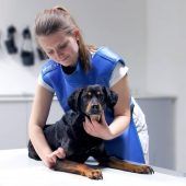 Tierkliniken vor dem Kollaps