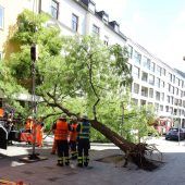 20-Meter-Baum stürzt auf Wohnhäuser