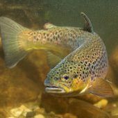 Hitze lässt Bayerns Fische sterben