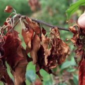 Obstbäume von Bakterium befallen