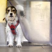 Tierheime voll durch Corona