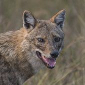 Goldschakal hat drei Schafe gerissen