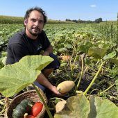 Kürbis-Ernte startet schon im August
