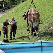 Kuh stürzt in Swimmingpool