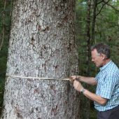Forstumbau mit Methusalembäumen