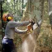 Die grüne Lunge Südamerikas ist in Gefahr