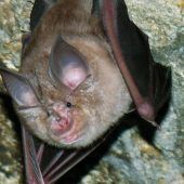 Die Nacht der lautlosen Jäger
