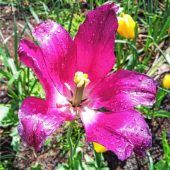 Die Tränen einer Blume