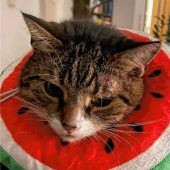 Wassermelone oder Katze?