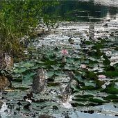 Auf dem Tonwerkweiher blühen die Seerosen