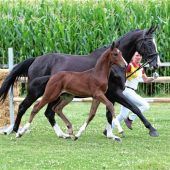 Überzeugendes Jungpferd