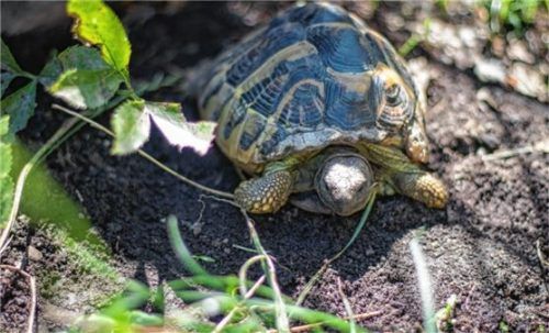 Die Griechische Landschildkröte „Schmusi“ sucht einen schönen Garten und einen Kühlschrank. Foto  Re