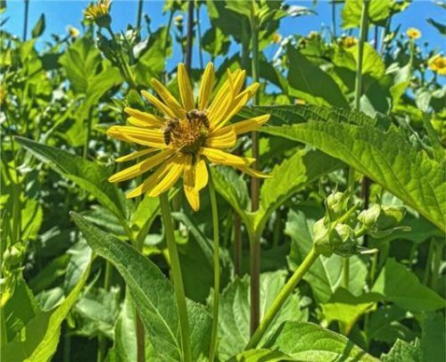 Eine blühende Silphie mit Insekten.