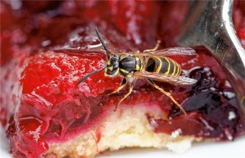 Eine Wespe hat sich auf einem Stück Pflaumenkuchen niedergelassen. Foto dpa