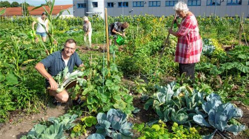 Garteln im Priener Gemeinschaftsgarten macht einfach Spaß, „noch mehr die Ernte“, sind sich Ulrich Steiner (links) und Monica Lieschke einig. Foto Berger