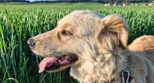 Hündin Mia hat laut ihrer Halterin Nicole Fenzl nichts falsch gemacht.Foto  Lammberger