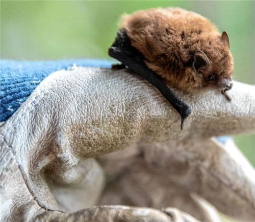 In Bayern wurden bisher 25 Fledermausarten nachgewiesen. In Rosenheim gibt es mindestens 15 Arten. Auf dem Bild zu sehen ist eine Mückenfledermaus. Foto dpa