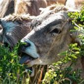 Furzsteuer und tote Pferde