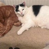 SOS-Ruf aus dem Tierheim für zwei „Notfellchen“