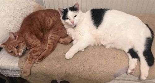 Maxi und Stupsi suchen ein neues Zuhause. Ihr verstorbenes Frauchen hat vorgesorgt, dass alle Kosten für Futter und tierärztliche Behandlungen bis zum Lebensende der beiden übernommen werden können. Foto  Re