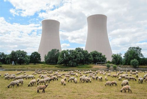 Schafe grasen auf einer Wiese an der Weser vor dem stillgelegten Atomkraftwerk Grohnde. Der TÜV hält eine rasche Wiederinbetriebnahme der drei Atomkraftwerke für möglich, die Ende vergangenen Jahres stillgelegt wurden. Foto dpa