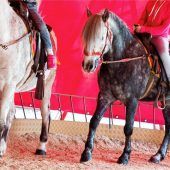 Ponyreiten sorgt weiter für Kritik