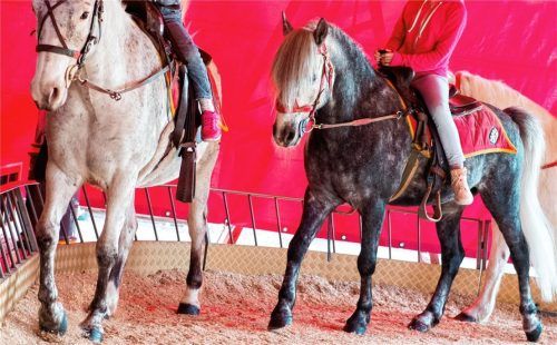 Seit 1953 gibt es, mit Unterbrechungen, eine Ponyreitbahn auf dem Rosenheimer Herbstfest. Anders als beispielsweise in München, ist ein Ende nicht in Sicht. Foto dpa