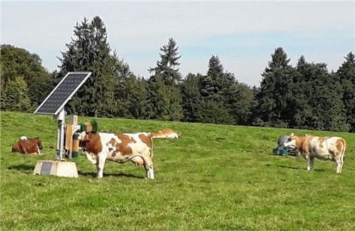 Unser Bild zeigt gesunde Kühe, die dem Zuchtideal vitaler und langlebiger Fleckviehkühe entsprechen.Foto  Dangl