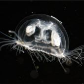 Quallen als Gewinner des Wandels