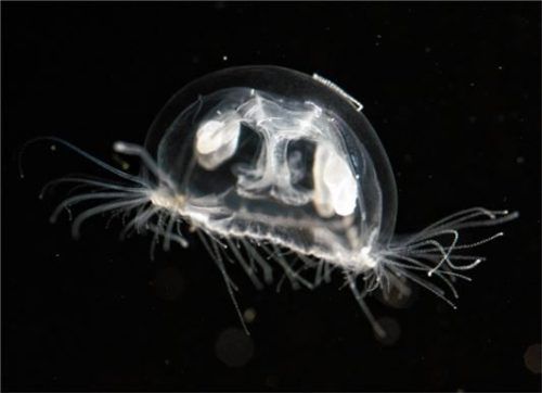 Winziger „Zuagroaster“: Die Süßwasser-Qualle aus China, die auch vermehrt in bayerischen Seen auftaucht.Foto LMU