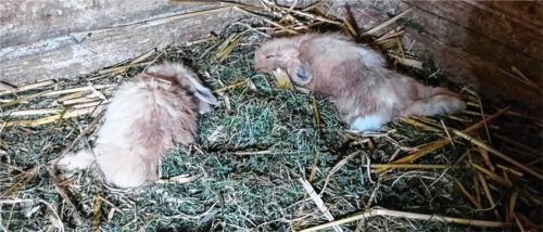 Zwei verstorbene Hasen lagen laut der Tierschutzorganisation Peta in ihrem Stall. Ob es sich im Bild um Tiere aus Rohrdorf handelt, konnte nicht verifiziert werden. Foto Peta