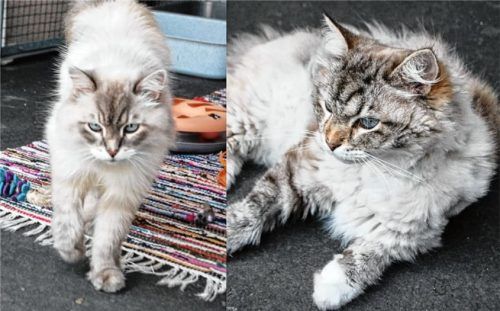 Zwei wunderschöne Sibirische Waldkater – Emil (links) und Oskar – warten im Tierheim Ostermünchen auf ihre neue Familie. Foto  Re