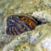 In Bayerns Seen und Flüssen leben noch andere invasive Einwanderer-Arten