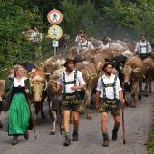 Alpsommer endet für Allgäuer Kühe ruhiger