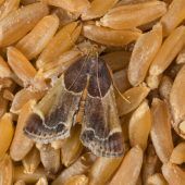 Allergiker sollten sich gut informieren Vorratsschädlinge vermeiden