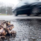 Klimawandel setzt Amphibien zu